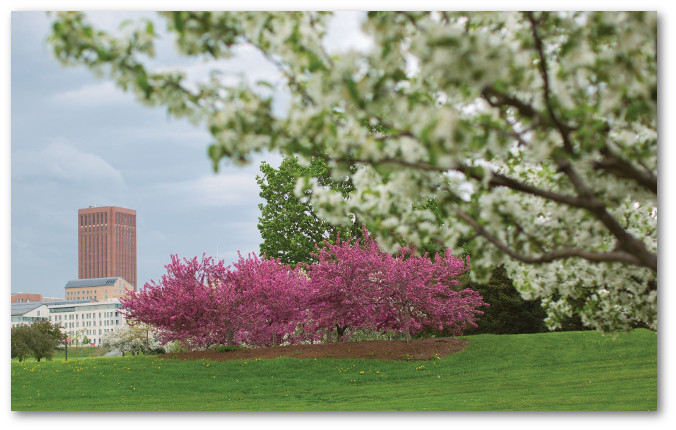 Bushes blooming with pink flowers on campus in spring