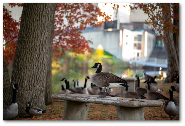 A goose stands on a small stone bench between two large tree trunk with many geese standing behind the bench. The background is blurred.