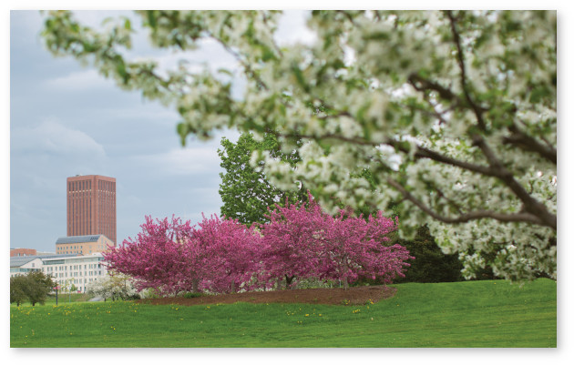 A row of small pink-blossomed trees partially blocks the view of campus buildings. The foreground contains a branch filled with small white blossoms.