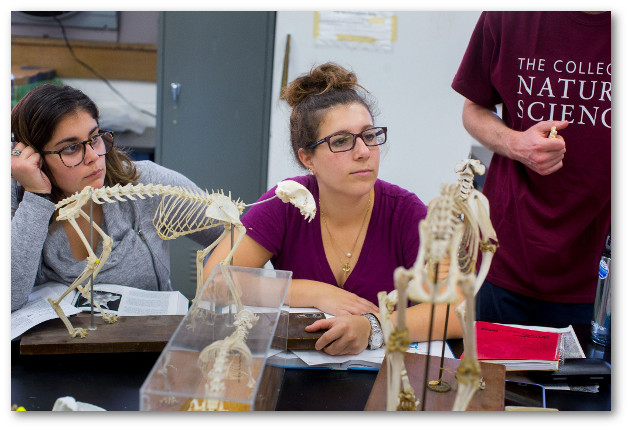 Students studying animal skeletons in renovated CNS lab
