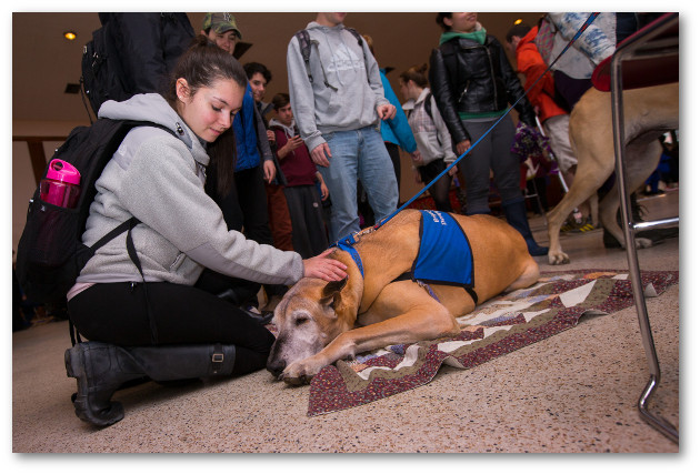 Student pets therapy dog during UMass PAWS Program event